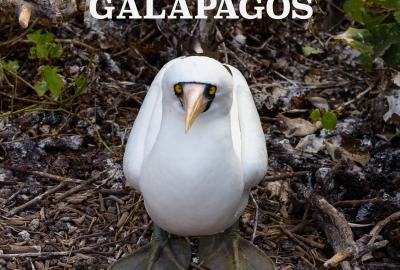 GALAPAGOS  Wonders of a Prehistoric World
