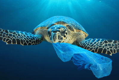Turtle with Plastic Bag